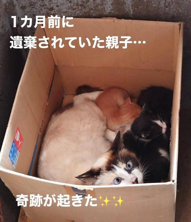 現場にいたはずの5匹目がいない…, 「もう会えないかも…」諦めかけた頃に届いた連絡, 痩せていなかった子猫…感じた“母猫の愛”, 「この子たちにも生きる権利がある」