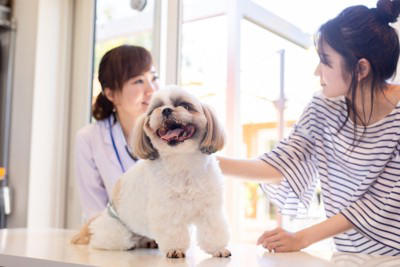 犬は「ツライ」気持ちを隠したがる動物, 犬はどんな理由で「ツライ」と思うの？, 犬が『ツライ』ときにみせる行動５選, 1.食欲がなくなる, 2.日中の元気がなく動きたがらない, 3.ストレスサインを見せている, 4.問題行動が増える, 5.激しい動きをしていないのに呼吸が荒くなる, ツラそうな愛犬に飼い主ができる対応とは？, 病院へ連れていくべき？受診の目安を解説