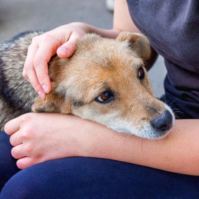 犬は「ツライ」気持ちを隠したがる動物, 犬はどんな理由で「ツライ」と思うの？, 犬が『ツライ』ときにみせる行動５選, 1.食欲がなくなる, 2.日中の元気がなく動きたがらない, 3.ストレスサインを見せている, 4.問題行動が増える, 5.激しい動きをしていないのに呼吸が荒くなる, ツラそうな愛犬に飼い主ができる対応とは？, 病院へ連れていくべき？受診の目安を解説