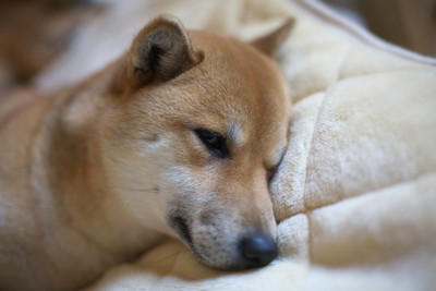 犬は「ツライ」気持ちを隠したがる動物, 犬はどんな理由で「ツライ」と思うの？, 犬が『ツライ』ときにみせる行動５選, 1.食欲がなくなる, 2.日中の元気がなく動きたがらない, 3.ストレスサインを見せている, 4.問題行動が増える, 5.激しい動きをしていないのに呼吸が荒くなる, ツラそうな愛犬に飼い主ができる対応とは？, 病院へ連れていくべき？受診の目安を解説