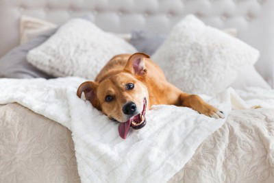犬が飼い主の近くで寝る心理, 枕元は大好きの証, 体の上は甘えたい, 足元は適度な安心感を求めるサイン, 腕枕や布団の中は分離不安ぎみ？, 犬と一緒に眠るときの注意点, こまめに寝具を洗濯する, 寝相に気を付ける