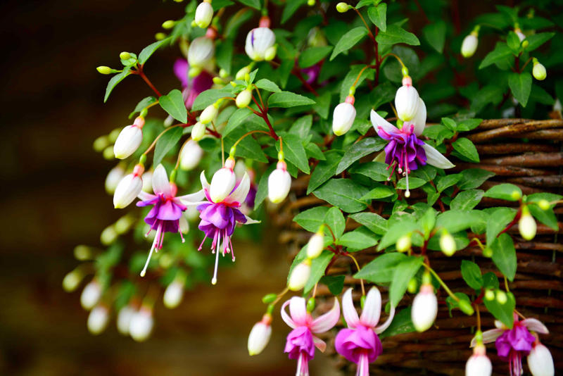 Wishbone Flower, Creeping Jenny, English Ivy, Spider Plant, Streptocarpella