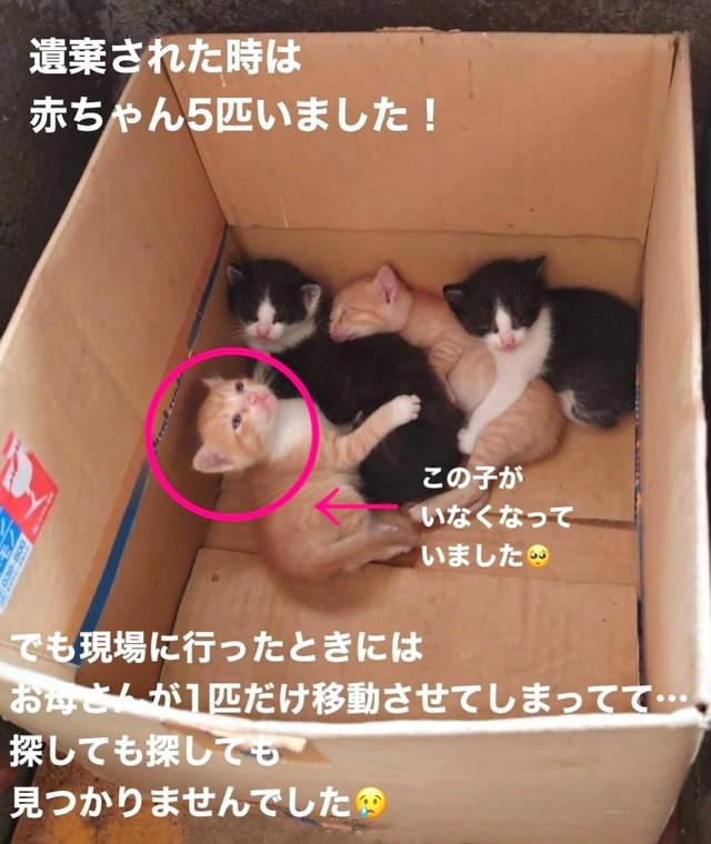 現場にいたはずの5匹目がいない…, 「もう会えないかも…」諦めかけた頃に届いた連絡, 痩せていなかった子猫…感じた“母猫の愛”, 「この子たちにも生きる権利がある」