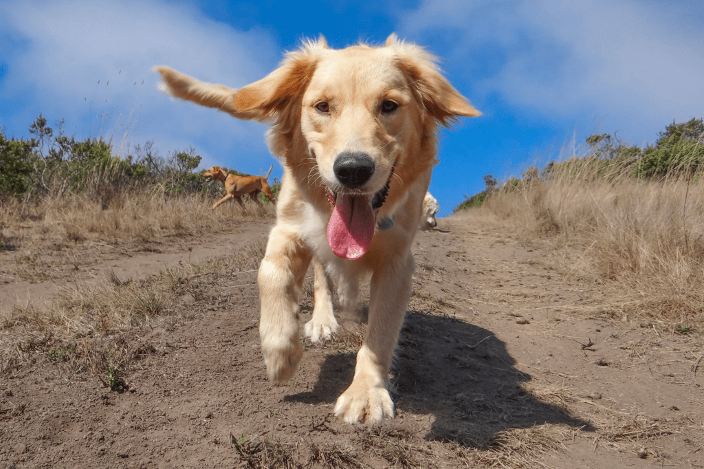 Newfoundland, Labrador Retriever, Golden Retriever, Greyhound, Rescue Dogs Can Be Exceptional Companions, Additional Considerations