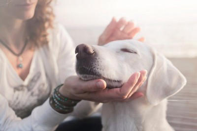犬は痛みを隠そうとすることがある, 犬が『痛い』と思っているときにみせる行動５選, 1.触られるのを嫌がる, 2.いつもより動きを躊躇する, 3.呼吸が浅くパンティングを繰り返す, 4.同じ場所をずっと舐める, 5.違和感のある歩き方を見せる, 愛犬が痛そうにしているときの注意点は？, 愛犬が「痛い」と言っているときの対処法