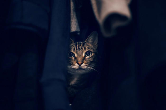 パニック状態の猫にしてはいけないNG行為, 1.無理に抱っこしようとする, 2.逃げる猫を追いかける, 3.大きな声を出す, パニック状態の猫を安心させるためには？