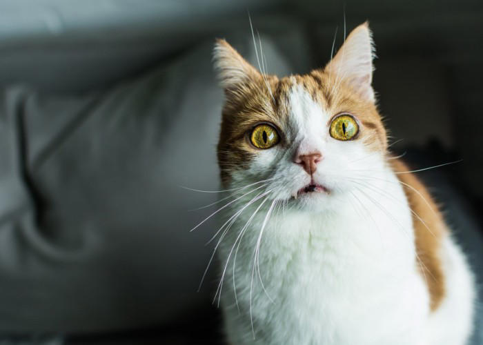 パニック状態の猫にしてはいけないNG行為, 1.無理に抱っこしようとする, 2.逃げる猫を追いかける, 3.大きな声を出す, パニック状態の猫を安心させるためには？