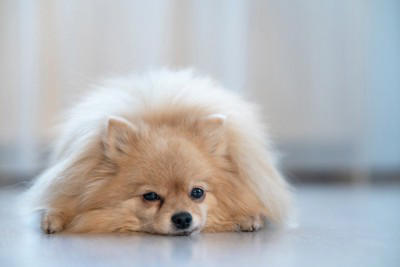 犬は痛みを隠そうとすることがある, 犬が『痛い』と思っているときにみせる行動５選, 1.触られるのを嫌がる, 2.いつもより動きを躊躇する, 3.呼吸が浅くパンティングを繰り返す, 4.同じ場所をずっと舐める, 5.違和感のある歩き方を見せる, 愛犬が痛そうにしているときの注意点は？, 愛犬が「痛い」と言っているときの対処法