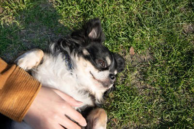 犬が「友達だと思っている人」にみせる5つの行動, 1.お腹を見せてゴロンとする, 2.お気に入りのおもちゃを持ってくる, 3.体をピタッとくっつけてくる, 4.優しくじっと見つめてくる, 5.あくびを真似する, 犬にとっての「友達」とは？, もっと仲良くなるためのコツ
