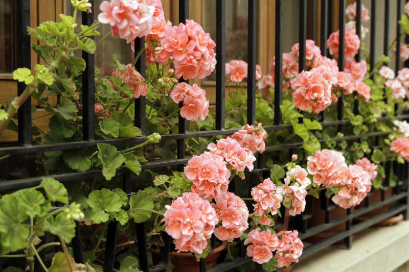 How Is Deadheading Different From Pruning?, How Often Should You Deadhead Your Garden?, Plants to Deadhead in June, Marigold, Geraniums, Daylilies