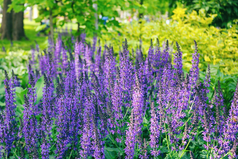 How Is Deadheading Different From Pruning?, How Often Should You Deadhead Your Garden?, Plants to Deadhead in June, Marigold, Geraniums, Daylilies