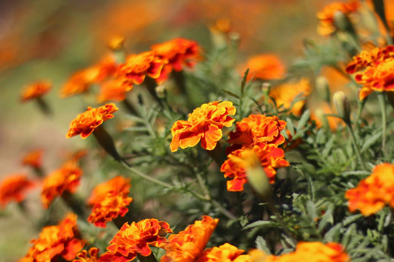 How Is Deadheading Different From Pruning?, How Often Should You Deadhead Your Garden?, Plants to Deadhead in June, Marigold, Geraniums, Daylilies