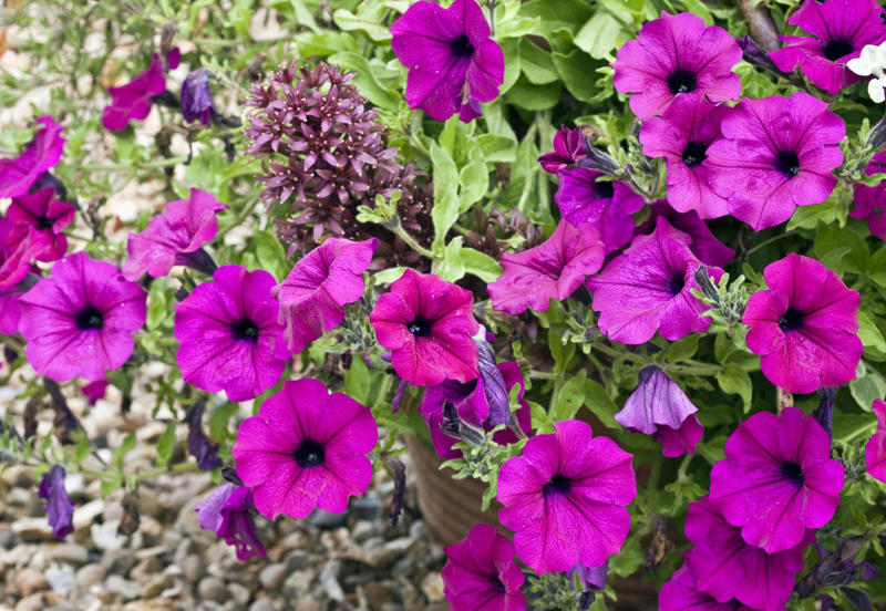 How Is Deadheading Different From Pruning?, How Often Should You Deadhead Your Garden?, Plants to Deadhead in June, Marigold, Geraniums, Daylilies