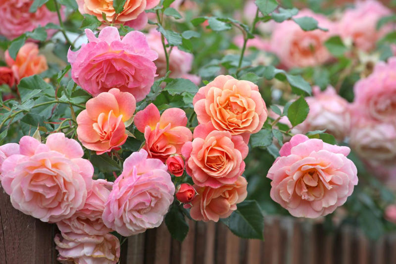 How Is Deadheading Different From Pruning?, How Often Should You Deadhead Your Garden?, Plants to Deadhead in June, Marigold, Geraniums, Daylilies