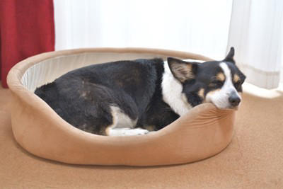犬が「友達だと思っている人」にみせる5つの行動, 1.お腹を見せてゴロンとする, 2.お気に入りのおもちゃを持ってくる, 3.体をピタッとくっつけてくる, 4.優しくじっと見つめてくる, 5.あくびを真似する, 犬にとっての「友達」とは？, もっと仲良くなるためのコツ