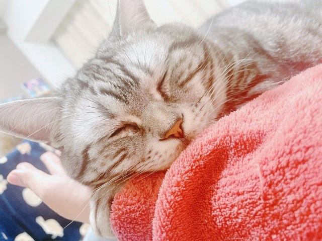売れ残りだった子猫が愛猫に, 右後ろ足のコブから始まった闘病生活, 2度の切除手術と3カ月間の放射線治療, 最期まで求め続けた“手のひら枕”, 「やり切った」と思えた闘病生活の終わり, 知名度が低い「注射部位肉腫」を猫飼いの共通課題にしたい
