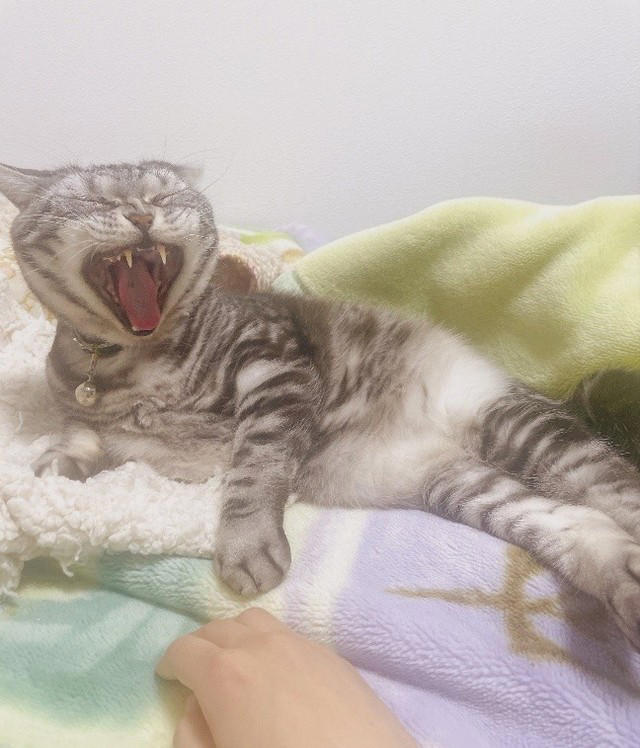 売れ残りだった子猫が愛猫に, 右後ろ足のコブから始まった闘病生活, 2度の切除手術と3カ月間の放射線治療, 最期まで求め続けた“手のひら枕”, 「やり切った」と思えた闘病生活の終わり, 知名度が低い「注射部位肉腫」を猫飼いの共通課題にしたい