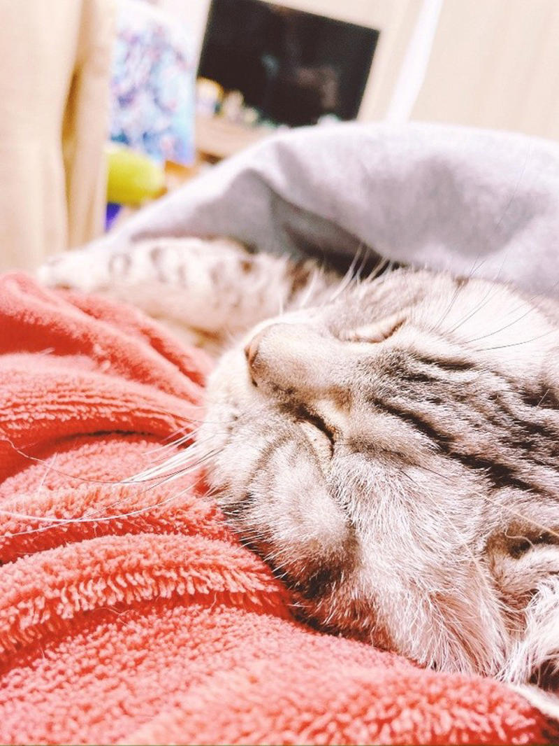 売れ残りだった子猫が愛猫に, 右後ろ足のコブから始まった闘病生活, 2度の切除手術と3カ月間の放射線治療, 最期まで求め続けた“手のひら枕”, 「やり切った」と思えた闘病生活の終わり, 知名度が低い「注射部位肉腫」を猫飼いの共通課題にしたい