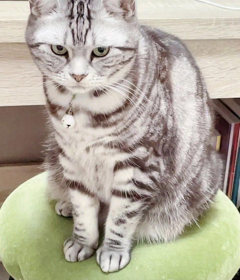 売れ残りだった子猫が愛猫に, 右後ろ足のコブから始まった闘病生活, 2度の切除手術と3カ月間の放射線治療, 最期まで求め続けた“手のひら枕”, 「やり切った」と思えた闘病生活の終わり, 知名度が低い「注射部位肉腫」を猫飼いの共通課題にしたい