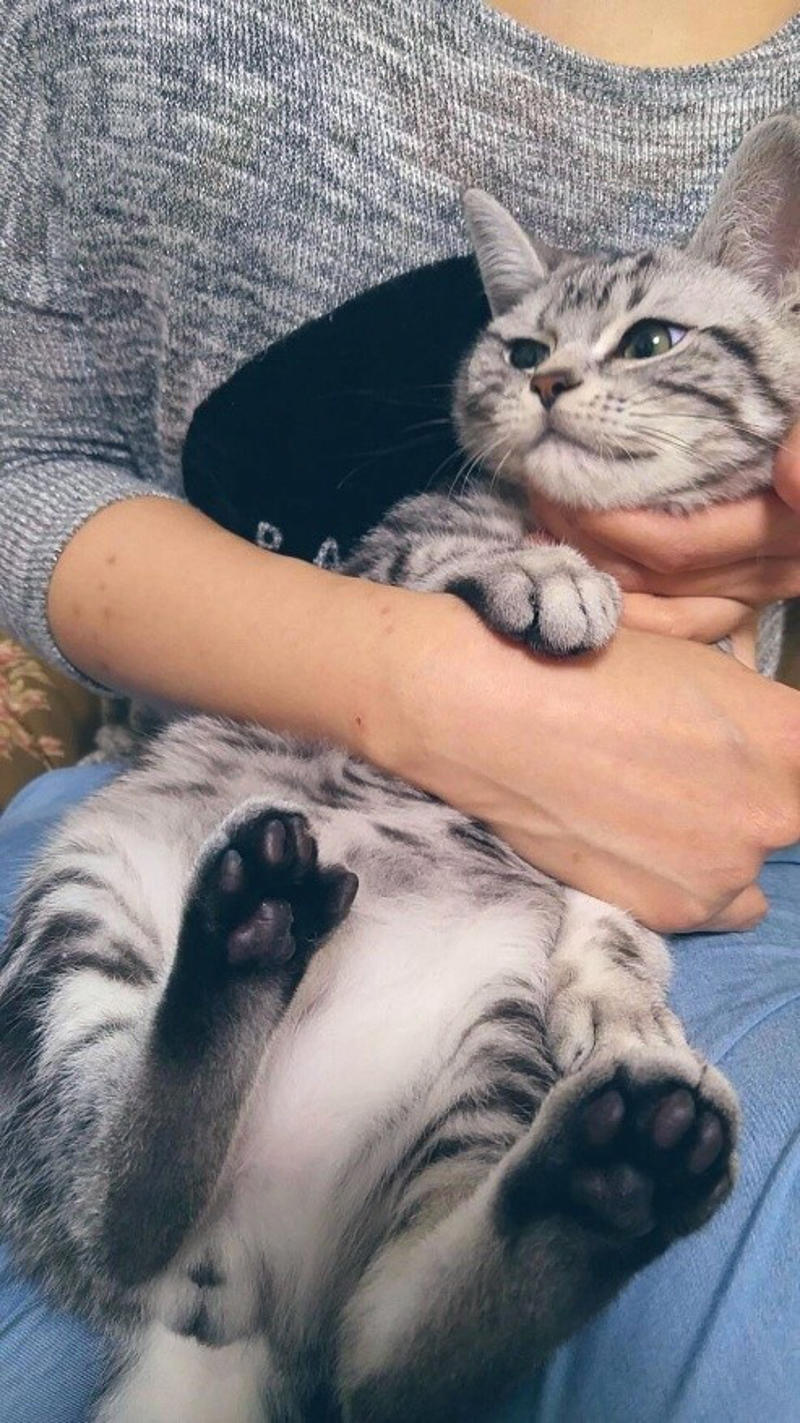 売れ残りだった子猫が愛猫に, 右後ろ足のコブから始まった闘病生活, 2度の切除手術と3カ月間の放射線治療, 最期まで求め続けた“手のひら枕”, 「やり切った」と思えた闘病生活の終わり, 知名度が低い「注射部位肉腫」を猫飼いの共通課題にしたい