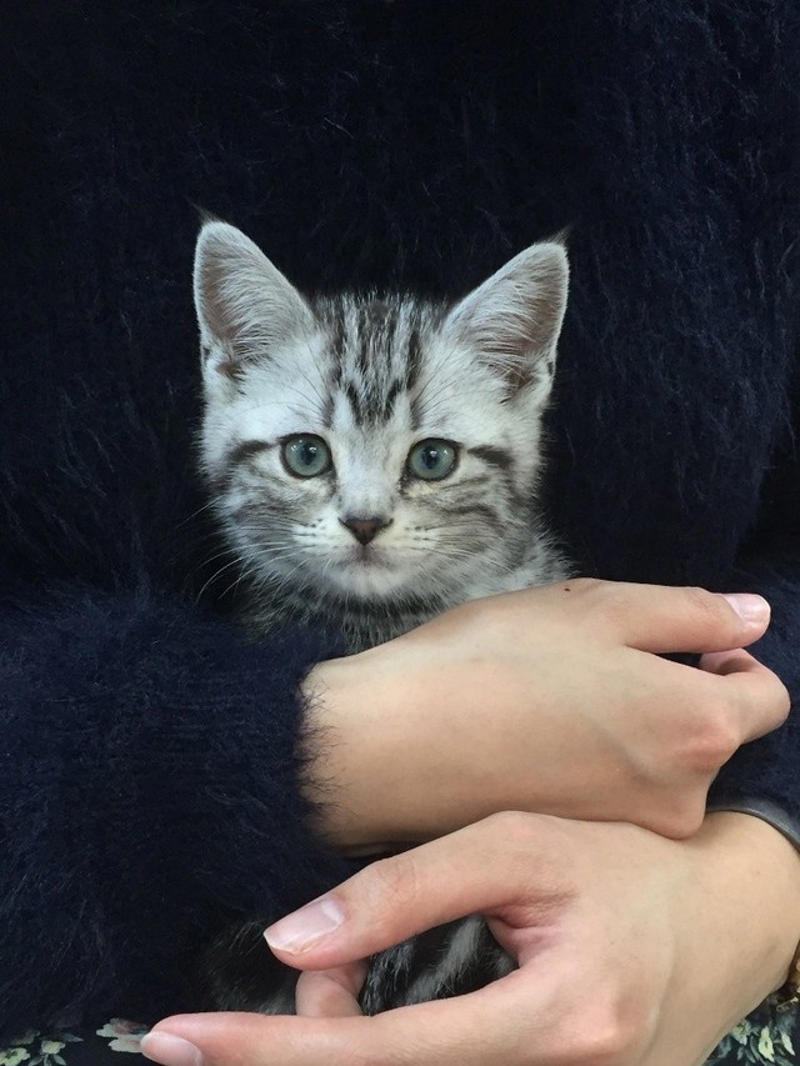 売れ残りだった子猫が愛猫に, 右後ろ足のコブから始まった闘病生活, 2度の切除手術と3カ月間の放射線治療, 最期まで求め続けた“手のひら枕”, 「やり切った」と思えた闘病生活の終わり, 知名度が低い「注射部位肉腫」を猫飼いの共通課題にしたい
