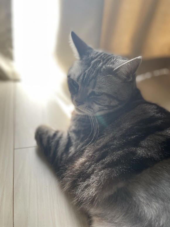 売れ残りだった子猫が愛猫に, 右後ろ足のコブから始まった闘病生活, 2度の切除手術と3カ月間の放射線治療, 最期まで求め続けた“手のひら枕”, 「やり切った」と思えた闘病生活の終わり, 知名度が低い「注射部位肉腫」を猫飼いの共通課題にしたい