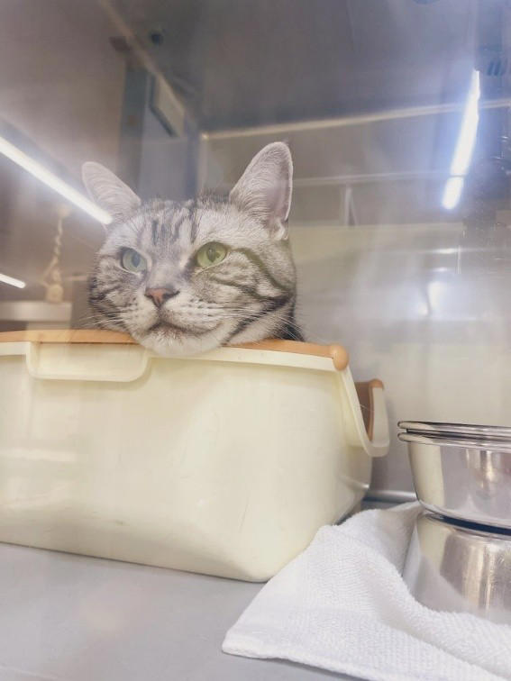 売れ残りだった子猫が愛猫に, 右後ろ足のコブから始まった闘病生活, 2度の切除手術と3カ月間の放射線治療, 最期まで求め続けた“手のひら枕”, 「やり切った」と思えた闘病生活の終わり, 知名度が低い「注射部位肉腫」を猫飼いの共通課題にしたい
