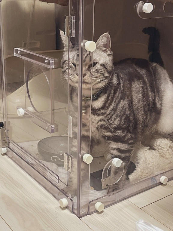 売れ残りだった子猫が愛猫に, 右後ろ足のコブから始まった闘病生活, 2度の切除手術と3カ月間の放射線治療, 最期まで求め続けた“手のひら枕”, 「やり切った」と思えた闘病生活の終わり, 知名度が低い「注射部位肉腫」を猫飼いの共通課題にしたい