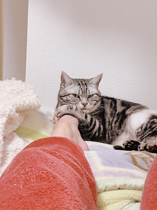 売れ残りだった子猫が愛猫に, 右後ろ足のコブから始まった闘病生活, 2度の切除手術と3カ月間の放射線治療, 最期まで求め続けた“手のひら枕”, 「やり切った」と思えた闘病生活の終わり, 知名度が低い「注射部位肉腫」を猫飼いの共通課題にしたい
