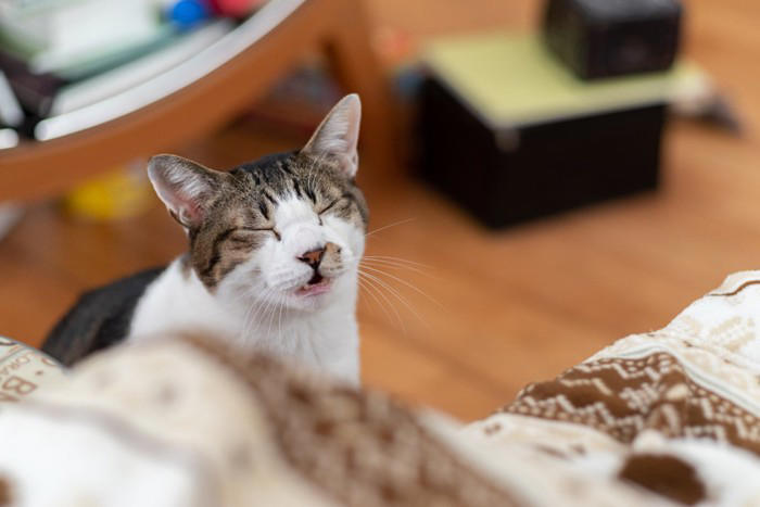愛猫が返事しているときのサイン5つ, 1.「ニャー」「ンー」などと鳴く, 2.耳をピンと立てる・耳だけこちらへ向ける, 3.しっぽを上向きに立てる, 4.しっぽをゆっくり左右に動かす, 5.ゆっくりまばたきをする, 返事が薄いときも“無視”とは限らない