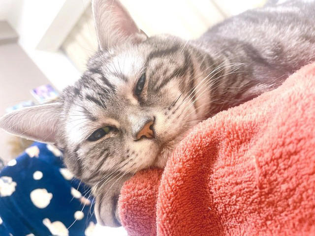 売れ残りだった子猫が愛猫に, 右後ろ足のコブから始まった闘病生活, 2度の切除手術と3カ月間の放射線治療, 最期まで求め続けた“手のひら枕”, 「やり切った」と思えた闘病生活の終わり, 知名度が低い「注射部位肉腫」を猫飼いの共通課題にしたい