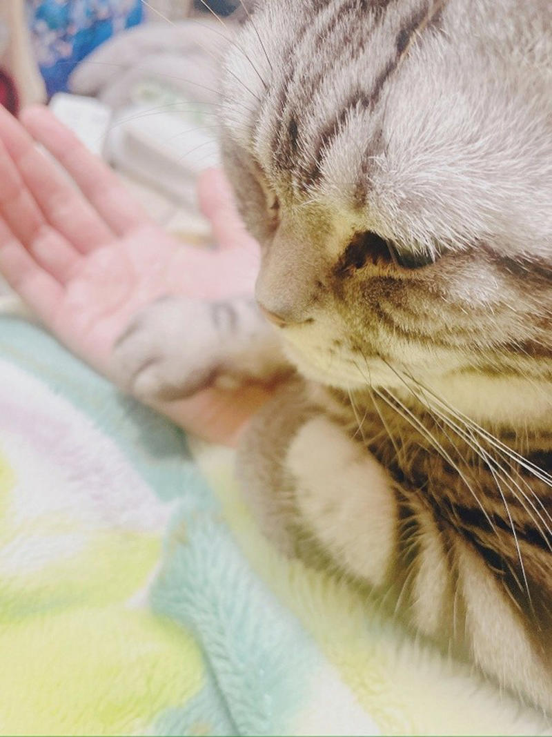 売れ残りだった子猫が愛猫に, 右後ろ足のコブから始まった闘病生活, 2度の切除手術と3カ月間の放射線治療, 最期まで求め続けた“手のひら枕”, 「やり切った」と思えた闘病生活の終わり, 知名度が低い「注射部位肉腫」を猫飼いの共通課題にしたい