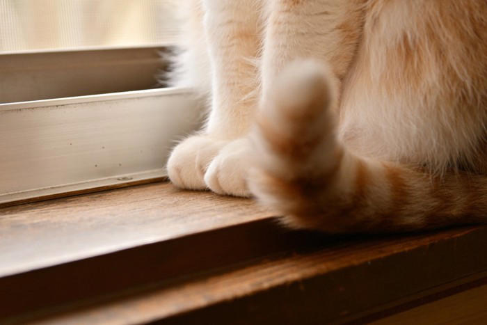 愛猫が返事しているときのサイン5つ, 1.「ニャー」「ンー」などと鳴く, 2.耳をピンと立てる・耳だけこちらへ向ける, 3.しっぽを上向きに立てる, 4.しっぽをゆっくり左右に動かす, 5.ゆっくりまばたきをする, 返事が薄いときも“無視”とは限らない