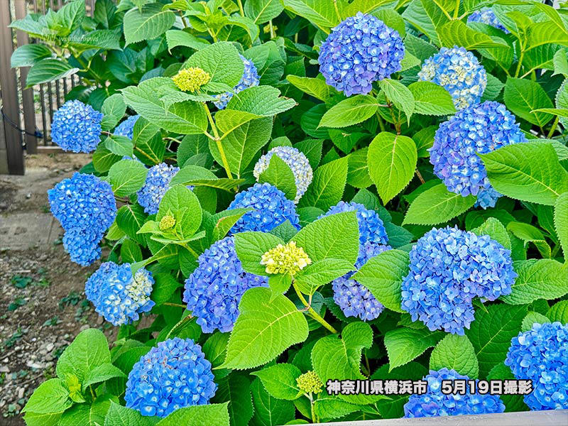小さな変化も気候変動のしるし?, 開花日を決めるのは気温？ 湿度？ 雨？, 直前3ヵ月の気温が影響？, 開花前線の速度も加速