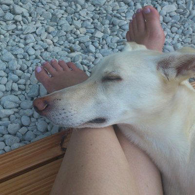 犬が足の上に乗ってくるポジティブな心理, 飼い主さんに甘えたいから, 飼い主さんに近づきたいから, 飼い主さんを守りたいから, 寝心地が良いから, 犬が足の上に乗ってくるネガティブな心理, 不安を抱えているから, 優位性を示したいから