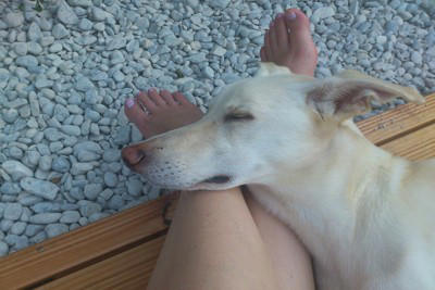 犬が足の上に乗ってくるポジティブな心理, 飼い主さんに甘えたいから, 飼い主さんに近づきたいから, 飼い主さんを守りたいから, 寝心地が良いから, 犬が足の上に乗ってくるネガティブな心理, 不安を抱えているから, 優位性を示したいから