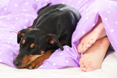 犬が足の上に乗ってくるポジティブな心理, 飼い主さんに甘えたいから, 飼い主さんに近づきたいから, 飼い主さんを守りたいから, 寝心地が良いから, 犬が足の上に乗ってくるネガティブな心理, 不安を抱えているから, 優位性を示したいから