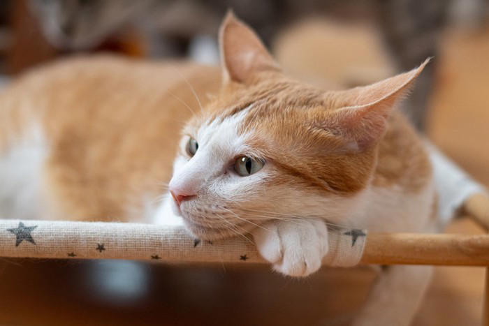猫が『イカ耳』をするときの心理, 1.警戒して周囲の様子をうかがっている, 2.不満やイライラを感じている, 3.恐怖や強いストレスを感じている, 気持ちを見分けるコツや接するときの注意点