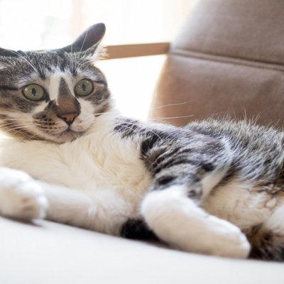 猫が『イカ耳』をするときの心理, 1.警戒して周囲の様子をうかがっている, 2.不満やイライラを感じている, 3.恐怖や強いストレスを感じている, 気持ちを見分けるコツや接するときの注意点