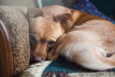 犬が足の上に乗ってくるポジティブな心理, 飼い主さんに甘えたいから, 飼い主さんに近づきたいから, 飼い主さんを守りたいから, 寝心地が良いから, 犬が足の上に乗ってくるネガティブな心理, 不安を抱えているから, 優位性を示したいから