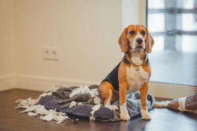 犬を飼ったばかりの人がぶつかる壁, 1.理想と現実とのギャップ, 2.しつけやトレーニングの難しさ, 3.無駄吠えの多さ, 4.予想以上の費用がかかること, 愛犬との暮らしを充実させるための心得