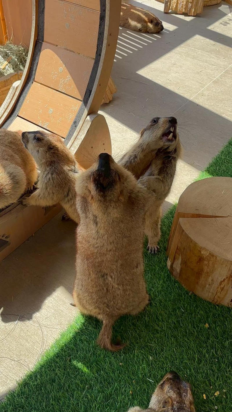 「スタッフが背を向けた隙を狙い…」異変に気付いてすぐ回収, 「小動物にとって危険な「チョコレート」, 「見守り型」に込めた思い, 「好奇心旺盛だけど、とても繊細」
