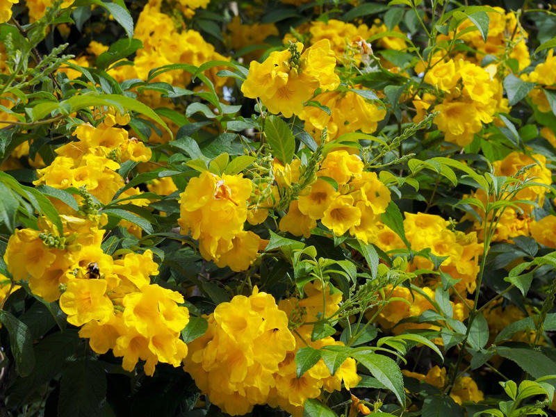 Clematis (Clematis spp.), Honeysuckle (Lonicera spp.), Morning Glory (Ipomoea purpurea), Wisteria (Wisteria frutescens), Bougainvillea (Bougainvillea spp.), Butterfly Vine (Mascagnia macroptera), Climbing Carolina Aster (Ampelaster carolinianus), Climbing Roses (Rosa spp.), Rocktrumpet (Mandevilla spp.), Madagascar Jasmine (Stephanotis floribunda), Cup and Saucer Vine (Cobaea scandens), Crossvine (Bignonia capreolata), Climbing Nasturtium (Tropaeolum majus), Trumpet Vine (Campsis radicans), Passionflower Vines (Passiflora spp.), Porcelain Flower (Hoya carnosa), Blue Sky Vine (Thunbergia grandiflora), Cypress Vine (Ipomoea quamoclit), Japanese Hydrangea Vine (Hydrangea hydrangeoides), Star Jasmine (Trachelospermum jasminoides), Scarlet Runner Bean (Phaseolus coccineus), Carolina Jessamine (Gelsemium sempervirens), Firecracker Vine (Pyrostegia venusta), Climbing Hydrangea (Hydrangea petiolaris), Moonflower (Ipomoea alba)