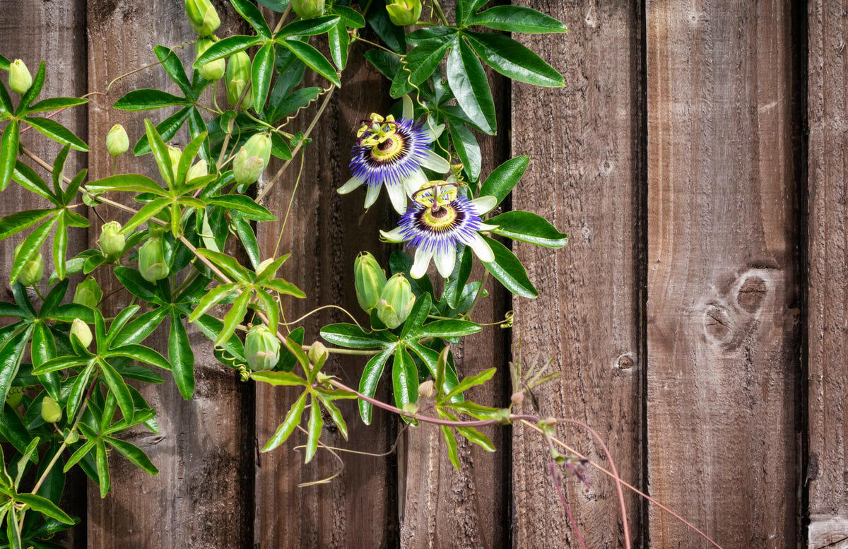 Clematis (Clematis spp.), Honeysuckle (Lonicera spp.), Morning Glory (Ipomoea purpurea), Wisteria (Wisteria frutescens), Bougainvillea (Bougainvillea spp.), Butterfly Vine (Mascagnia macroptera), Climbing Carolina Aster (Ampelaster carolinianus), Climbing Roses (Rosa spp.), Rocktrumpet (Mandevilla spp.), Madagascar Jasmine (Stephanotis floribunda), Cup and Saucer Vine (Cobaea scandens), Crossvine (Bignonia capreolata), Climbing Nasturtium (Tropaeolum majus), Trumpet Vine (Campsis radicans), Passionflower Vines (Passiflora spp.), Porcelain Flower (Hoya carnosa), Blue Sky Vine (Thunbergia grandiflora), Cypress Vine (Ipomoea quamoclit), Japanese Hydrangea Vine (Hydrangea hydrangeoides), Star Jasmine (Trachelospermum jasminoides), Scarlet Runner Bean (Phaseolus coccineus), Carolina Jessamine (Gelsemium sempervirens), Firecracker Vine (Pyrostegia venusta), Climbing Hydrangea (Hydrangea petiolaris), Moonflower (Ipomoea alba)