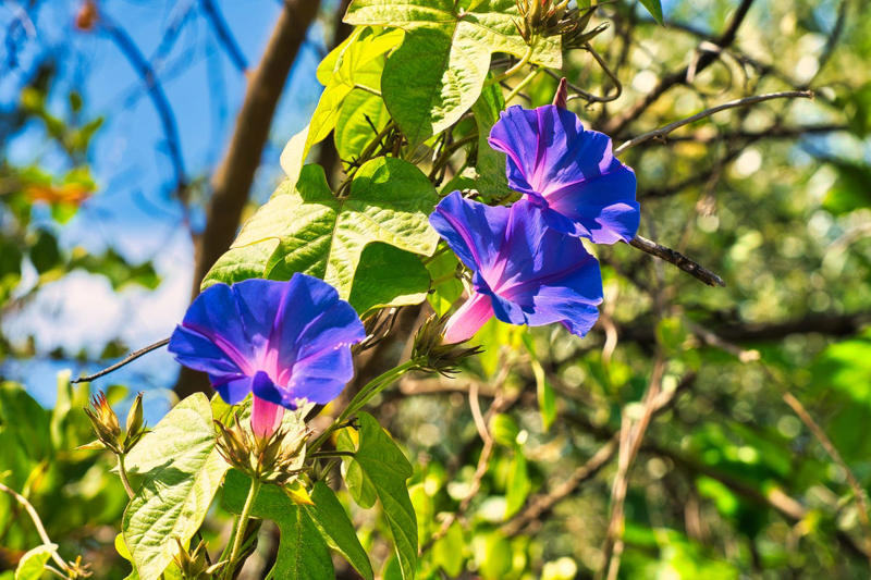 Clematis (Clematis spp.), Honeysuckle (Lonicera spp.), Morning Glory (Ipomoea purpurea), Wisteria (Wisteria frutescens), Bougainvillea (Bougainvillea spp.), Butterfly Vine (Mascagnia macroptera), Climbing Carolina Aster (Ampelaster carolinianus), Climbing Roses (Rosa spp.), Rocktrumpet (Mandevilla spp.), Madagascar Jasmine (Stephanotis floribunda), Cup and Saucer Vine (Cobaea scandens), Crossvine (Bignonia capreolata), Climbing Nasturtium (Tropaeolum majus), Trumpet Vine (Campsis radicans), Passionflower Vines (Passiflora spp.), Porcelain Flower (Hoya carnosa), Blue Sky Vine (Thunbergia grandiflora), Cypress Vine (Ipomoea quamoclit), Japanese Hydrangea Vine (Hydrangea hydrangeoides), Star Jasmine (Trachelospermum jasminoides), Scarlet Runner Bean (Phaseolus coccineus), Carolina Jessamine (Gelsemium sempervirens), Firecracker Vine (Pyrostegia venusta), Climbing Hydrangea (Hydrangea petiolaris), Moonflower (Ipomoea alba)