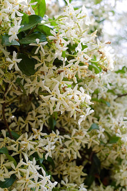 Clematis (Clematis spp.), Honeysuckle (Lonicera spp.), Morning Glory (Ipomoea purpurea), Wisteria (Wisteria frutescens), Bougainvillea (Bougainvillea spp.), Butterfly Vine (Mascagnia macroptera), Climbing Carolina Aster (Ampelaster carolinianus), Climbing Roses (Rosa spp.), Rocktrumpet (Mandevilla spp.), Madagascar Jasmine (Stephanotis floribunda), Cup and Saucer Vine (Cobaea scandens), Crossvine (Bignonia capreolata), Climbing Nasturtium (Tropaeolum majus), Trumpet Vine (Campsis radicans), Passionflower Vines (Passiflora spp.), Porcelain Flower (Hoya carnosa), Blue Sky Vine (Thunbergia grandiflora), Cypress Vine (Ipomoea quamoclit), Japanese Hydrangea Vine (Hydrangea hydrangeoides), Star Jasmine (Trachelospermum jasminoides), Scarlet Runner Bean (Phaseolus coccineus), Carolina Jessamine (Gelsemium sempervirens), Firecracker Vine (Pyrostegia venusta), Climbing Hydrangea (Hydrangea petiolaris), Moonflower (Ipomoea alba)