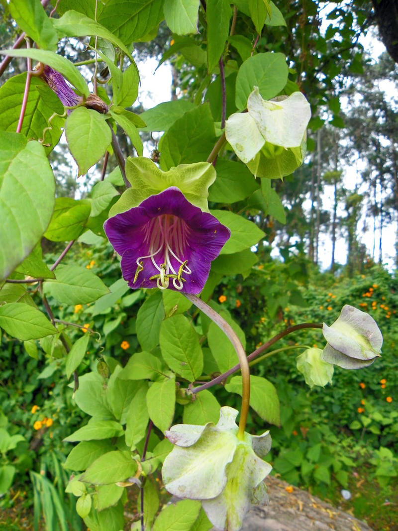 Clematis (Clematis spp.), Honeysuckle (Lonicera spp.), Morning Glory (Ipomoea purpurea), Wisteria (Wisteria frutescens), Bougainvillea (Bougainvillea spp.), Butterfly Vine (Mascagnia macroptera), Climbing Carolina Aster (Ampelaster carolinianus), Climbing Roses (Rosa spp.), Rocktrumpet (Mandevilla spp.), Madagascar Jasmine (Stephanotis floribunda), Cup and Saucer Vine (Cobaea scandens), Crossvine (Bignonia capreolata), Climbing Nasturtium (Tropaeolum majus), Trumpet Vine (Campsis radicans), Passionflower Vines (Passiflora spp.), Porcelain Flower (Hoya carnosa), Blue Sky Vine (Thunbergia grandiflora), Cypress Vine (Ipomoea quamoclit), Japanese Hydrangea Vine (Hydrangea hydrangeoides), Star Jasmine (Trachelospermum jasminoides), Scarlet Runner Bean (Phaseolus coccineus), Carolina Jessamine (Gelsemium sempervirens), Firecracker Vine (Pyrostegia venusta), Climbing Hydrangea (Hydrangea petiolaris), Moonflower (Ipomoea alba)