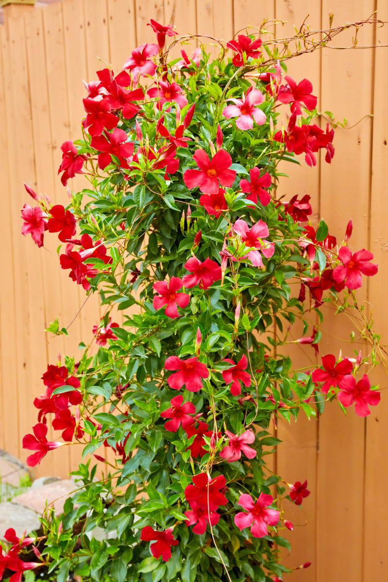 Clematis (Clematis spp.), Honeysuckle (Lonicera spp.), Morning Glory (Ipomoea purpurea), Wisteria (Wisteria frutescens), Bougainvillea (Bougainvillea spp.), Butterfly Vine (Mascagnia macroptera), Climbing Carolina Aster (Ampelaster carolinianus), Climbing Roses (Rosa spp.), Rocktrumpet (Mandevilla spp.), Madagascar Jasmine (Stephanotis floribunda), Cup and Saucer Vine (Cobaea scandens), Crossvine (Bignonia capreolata), Climbing Nasturtium (Tropaeolum majus), Trumpet Vine (Campsis radicans), Passionflower Vines (Passiflora spp.), Porcelain Flower (Hoya carnosa), Blue Sky Vine (Thunbergia grandiflora), Cypress Vine (Ipomoea quamoclit), Japanese Hydrangea Vine (Hydrangea hydrangeoides), Star Jasmine (Trachelospermum jasminoides), Scarlet Runner Bean (Phaseolus coccineus), Carolina Jessamine (Gelsemium sempervirens), Firecracker Vine (Pyrostegia venusta), Climbing Hydrangea (Hydrangea petiolaris), Moonflower (Ipomoea alba)