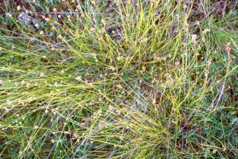 初夏に大きく育つ草花苗で、雑草をはびこらせない, お日さまが当たることで雑草はふえる, グラウンドカバープランツでナチュラルに防草, 土づくりをすると、草がするりと抜ける