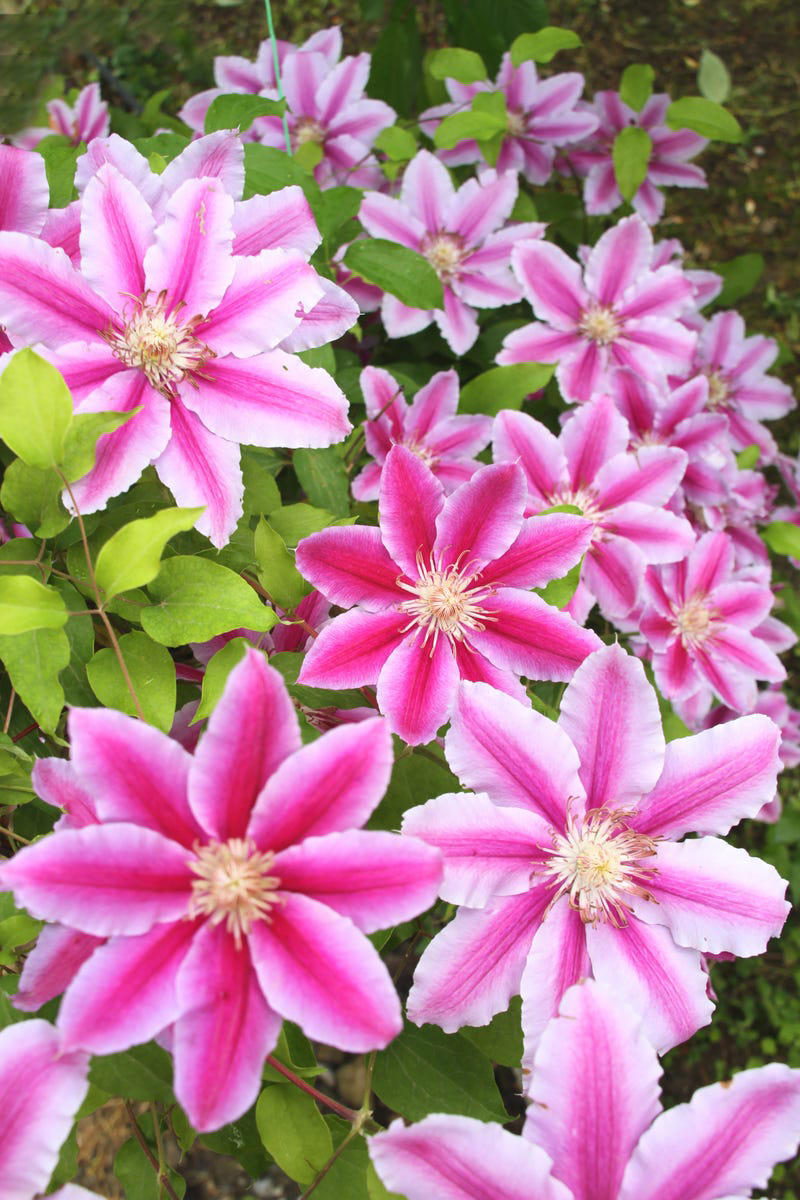 Clematis (Clematis spp.), Honeysuckle (Lonicera spp.), Morning Glory (Ipomoea purpurea), Wisteria (Wisteria frutescens), Bougainvillea (Bougainvillea spp.), Butterfly Vine (Mascagnia macroptera), Climbing Carolina Aster (Ampelaster carolinianus), Climbing Roses (Rosa spp.), Rocktrumpet (Mandevilla spp.), Madagascar Jasmine (Stephanotis floribunda), Cup and Saucer Vine (Cobaea scandens), Crossvine (Bignonia capreolata), Climbing Nasturtium (Tropaeolum majus), Trumpet Vine (Campsis radicans), Passionflower Vines (Passiflora spp.), Porcelain Flower (Hoya carnosa), Blue Sky Vine (Thunbergia grandiflora), Cypress Vine (Ipomoea quamoclit), Japanese Hydrangea Vine (Hydrangea hydrangeoides), Star Jasmine (Trachelospermum jasminoides), Scarlet Runner Bean (Phaseolus coccineus), Carolina Jessamine (Gelsemium sempervirens), Firecracker Vine (Pyrostegia venusta), Climbing Hydrangea (Hydrangea petiolaris), Moonflower (Ipomoea alba)